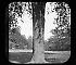 Views: U.S., Brooklyn. Brooklyn, Prospect Park. View 069: Elm.